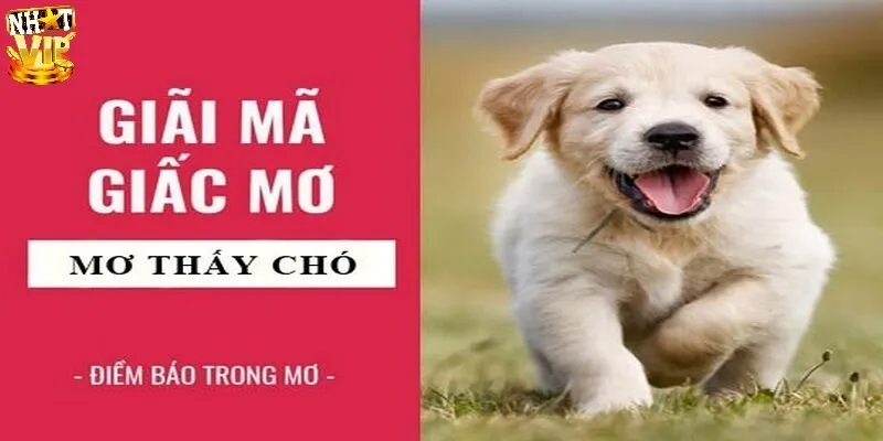 Mơ Thấy Chó Đánh Con Gì Chuẩn, Ứng Với Điềm Lành Hay Dữ? Giải mã khi nằm mơ thấy chó đánh con gì