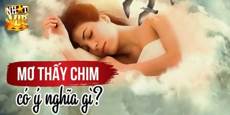 Mơ Thấy Chim - Khám Phá Con Số Mang Lại Tài Lộc Cùng Nhatvip Giải mã điềm báo của mơ thấy chim