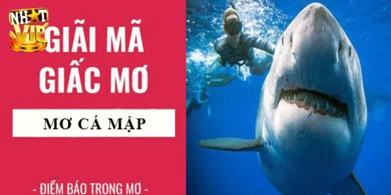 Mơ Thấy Cá Mập - Luận Giải Điềm Báo Cùng Chuyên Gia Nhatvip Giải nghĩa những trường hợp mơ thấy cá mập thường gặp