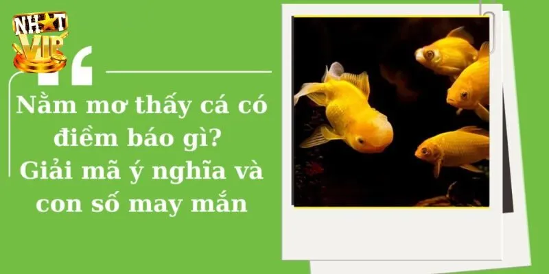 Mơ Thấy Cá - Giải Mã Giấc Mộng Cùng Con Số Lô Đề May Mắn Đi câu cá ở giấc mộng